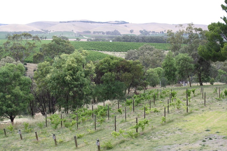 Barossa Vineyards